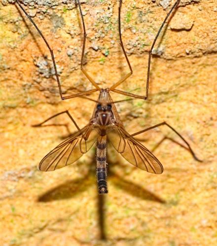 Réf. 346 065 : Macrocera inversa